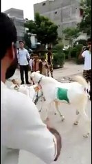 pakistan ny india ko chood dia hahahah