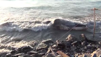 Hatay'da Beyaz Balina Kıyıya Vurdu