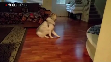 Conozca a Sassy el perro que le gusta ser el centro de atención