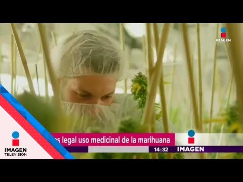 Ya es legal el uso medicinal de la marihuana en México | Noticias con Yuriria Sierra