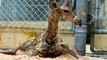 Park Zoo welcomes baby giraffe