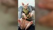 Funny Sphynx Cats ???? HILARIOUS SPHYNX CATS [Funny Pets]
