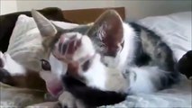 FUNNY Cats | Best FUNNY Cat Videos Ever  | FUNNY Kitty Cat Vines Compilation №17