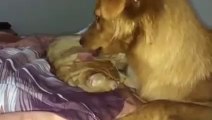 Funny Cats Video - Cat and Dog - True Love