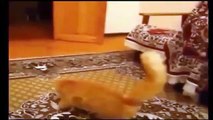 Funny Cats Compilation Most See Funny Cat Videos Ever Part 2