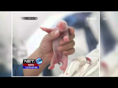 Panda Raksasa Lahirkan Bayi Kembar - NET12