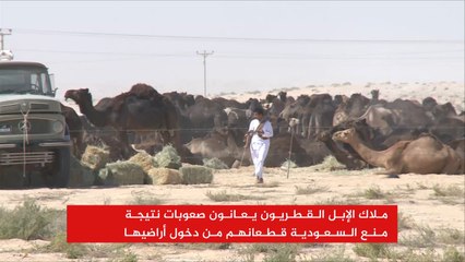 حصار قطر يطال الإبل على الحدود البرية
