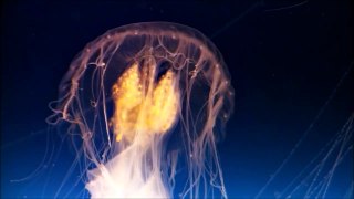 All About Jellyfish for Kids - Jellyfish for Children - FreeS