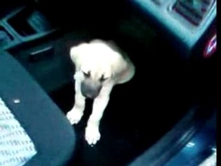 petit Kangal ds le 68(salim-fatih-ahmet-emre-gob)