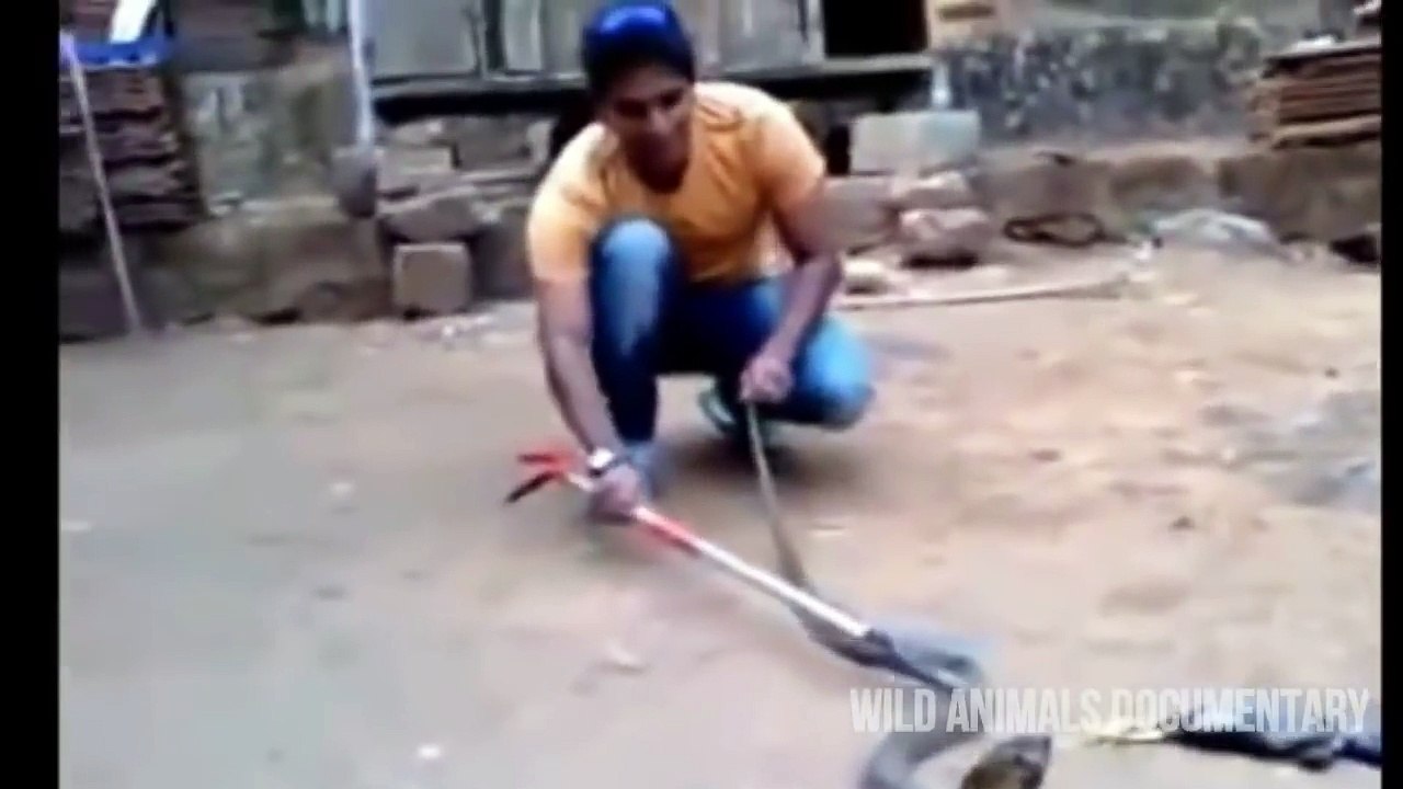 Cobra vs Birds fight Cobra Fight with Peacock,Mongoose,Birds