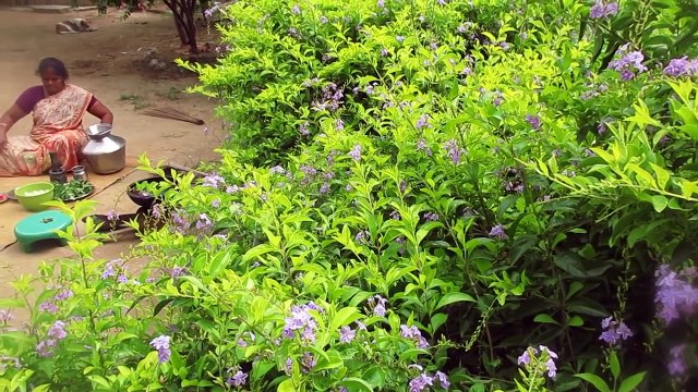 Fresh Cauliflower Recipes Cooking in My Village Prepared by Mummy VILLAGE FOOD