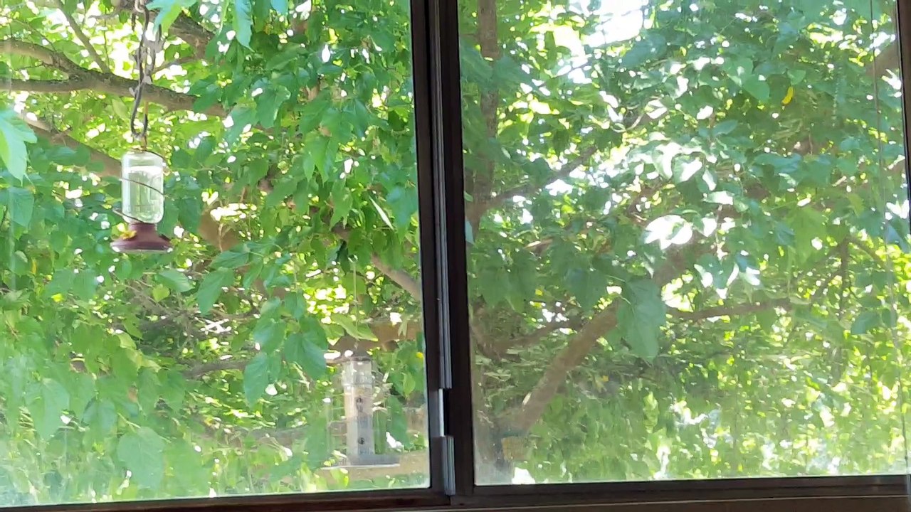 My Window 1
