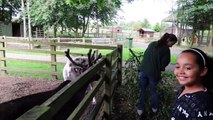Kids Family Trip To The Farm Feeding Animals Playground Fun Kids Educational video