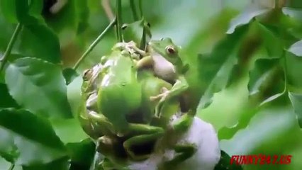 Mejor momento de apareamiento de animales en el zoológico