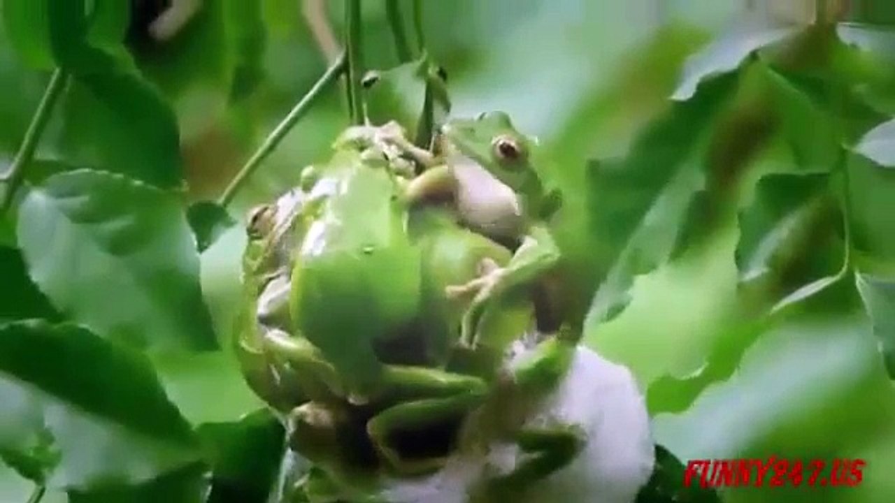 Mejor momento de apareamiento de animales en el zoológico