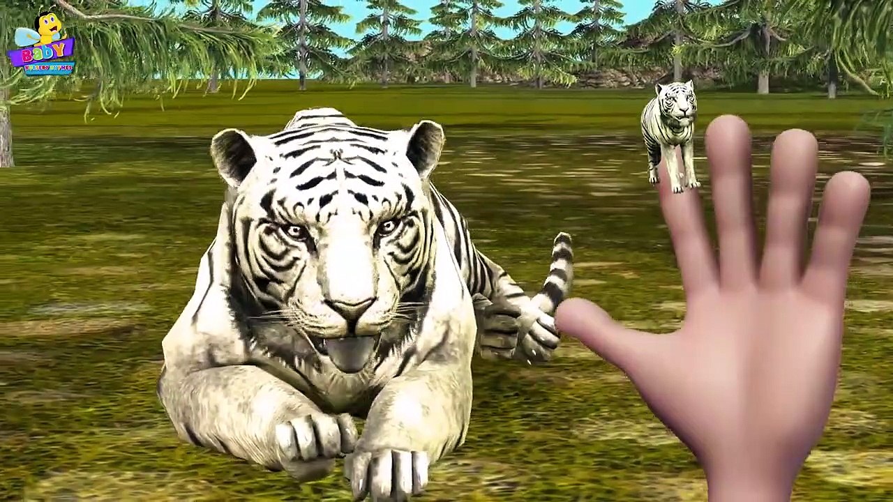 Finger Family 3D _ Tiger Finger Family _ Animal cartoons Finger Family Nursery Rhymes-xKUP