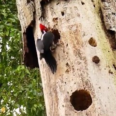 snake and bird fighting