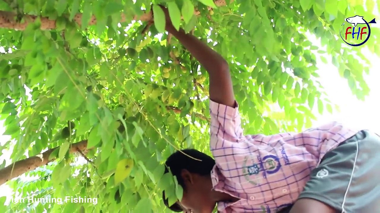 Tropical Fruits Gooseberry   Grosella   Phyllanthus acidus   Starberry   Chalmeri   Nellikai   Usiri