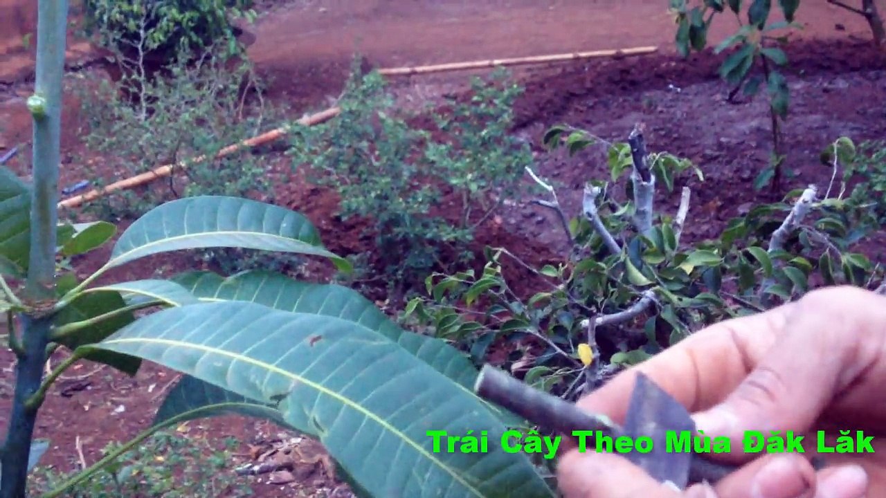 Hướng Dẫn Kỹ Thuật Ghép Xoài Tại Nhà Mới Nhất