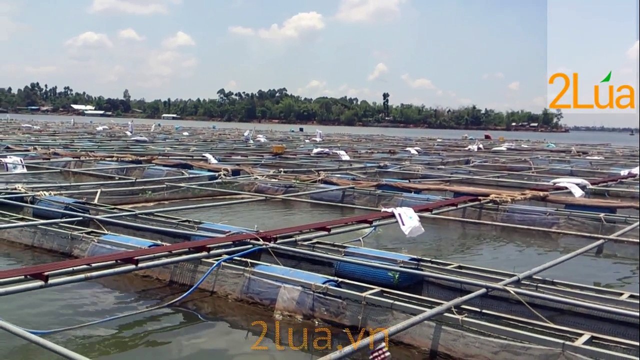 Sục khí nuôi cá rô phi lồng bè