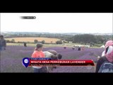 Wisata Desa Perkebunan Lavender di Inggris - NET12