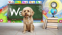 A B C Niños compilación perro Inglés para Aprender aprendizaje el con Lizzy |