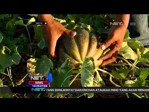Kisah Inspirasi Petani Blewah, Berkah Ditengah Bencana Kekeringan - NET16