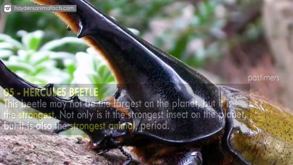 10 Strangest Insects In The World