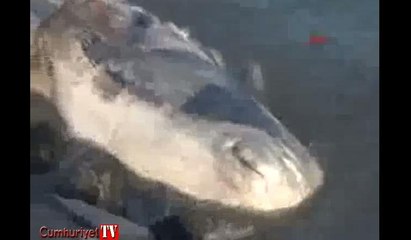 Hatay'da ölü beyaz balina kıyıya vurdu