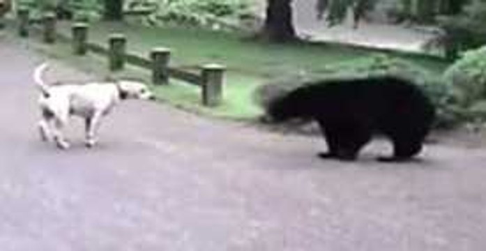 Dog Scares Off Bear Prowling Near Woodinville, Washington, Home