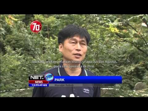 Cara Unik Kebun Binatang Korea Selatan Memberikan Makanan di Puncak Musim Panas - NET12