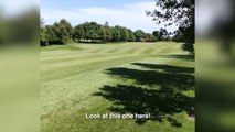 Tu t'attends pas à voir ça pendant ta partie de golf... Fou