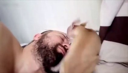 Quand ton animal te réveille... Compilation