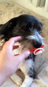 Quand ton chien ne veut pas lacher la sucette de bébé... Adorable