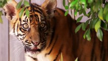 Des bébés tigres prennent leur premier bain