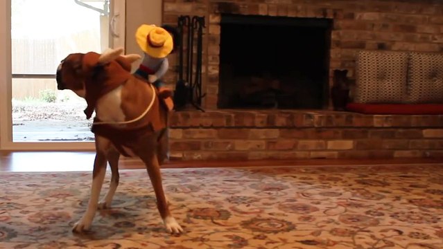 Une poupée fait du rodéo sur un chien qui court après un laser rouge