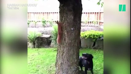 En chasse à l'écureuil, ce chien a encore beaucoup à apprend