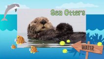 SEA OTTERS  Animals for children. Kids videos. Kind