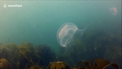 Heat wave brings moon jellyfish to Cornish coasts