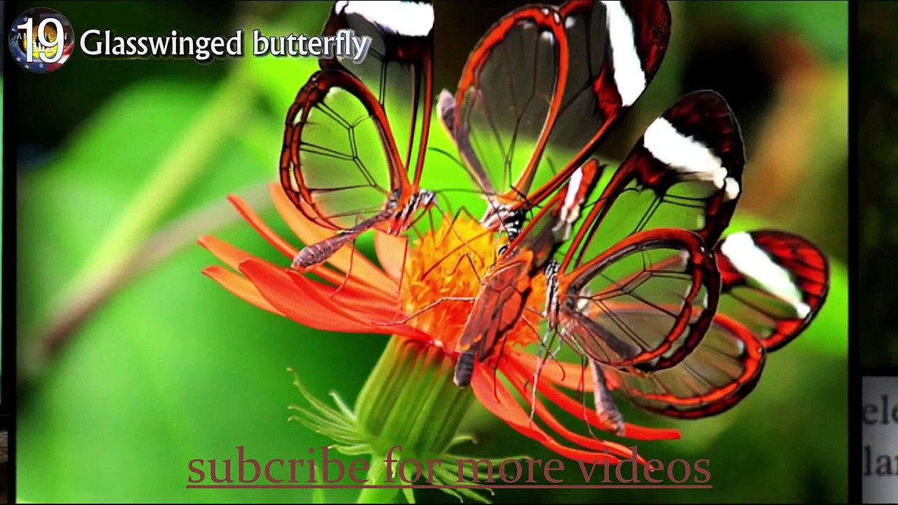 20 Animals You Won't Believe Exist