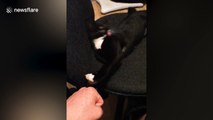 Kitten 'fist bumps' owner