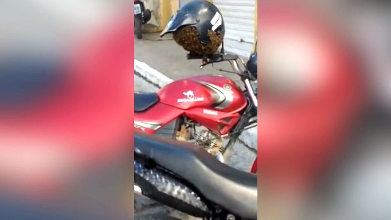 Un motard retrouve un essaim abeilles à l'intérieur de son casque !