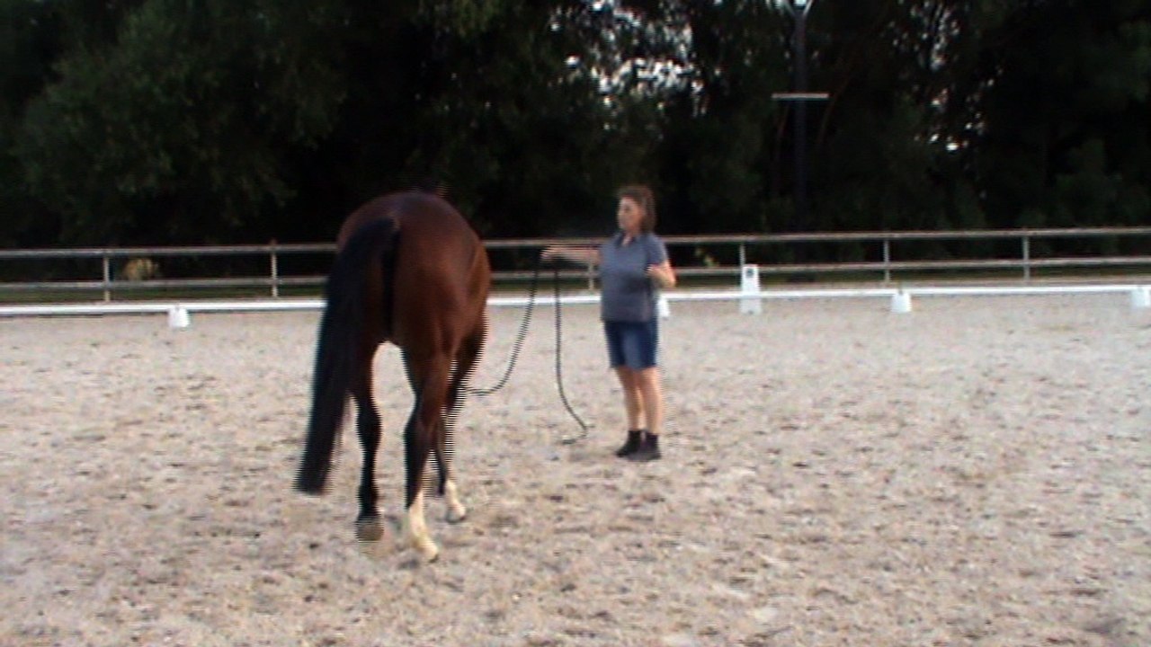 demi tour pas éthologie