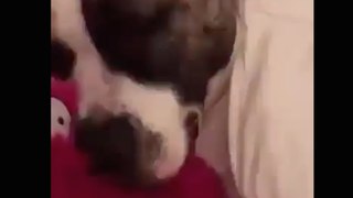 My Dog makes funny Three Stooges Sounds while Sleeping