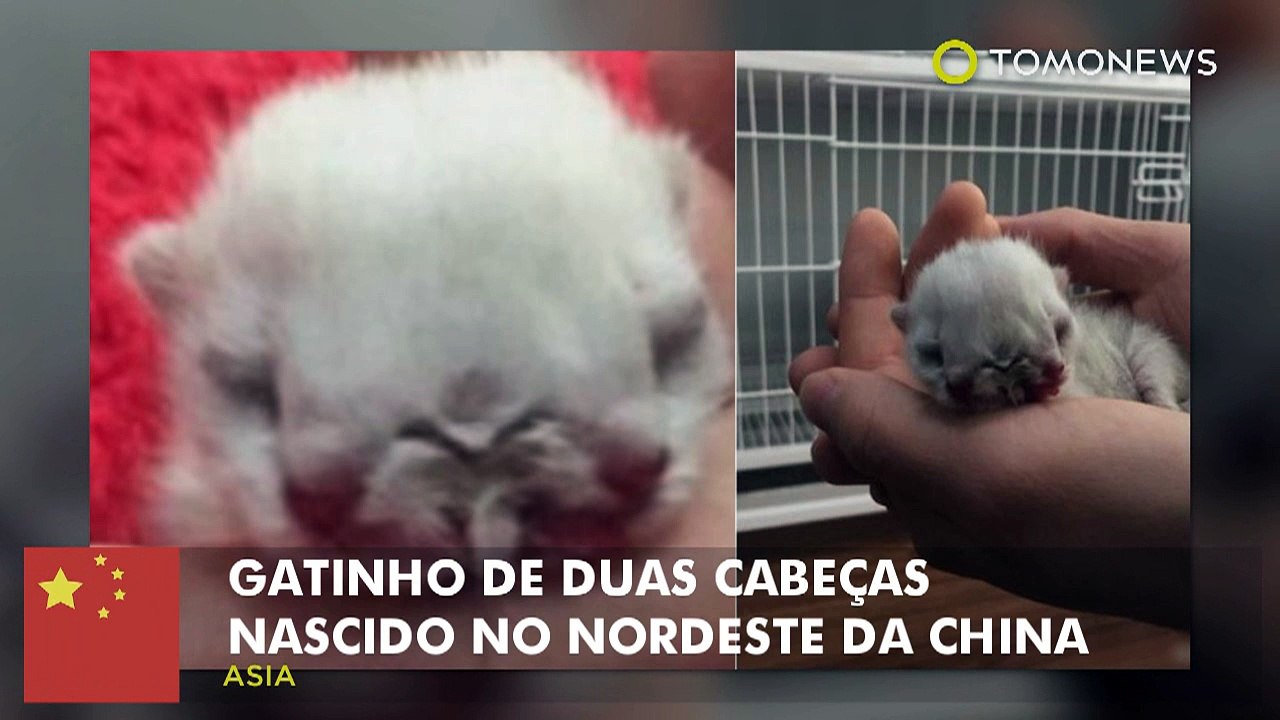 Gatinho de duas cabeças nascido no nordeste da China