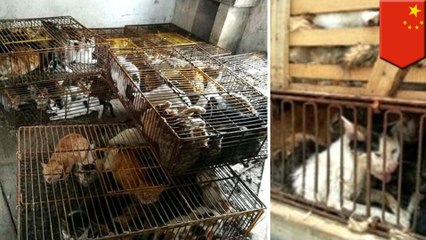 ネコ500匹を救出　食肉としてレストランに売られる寸前