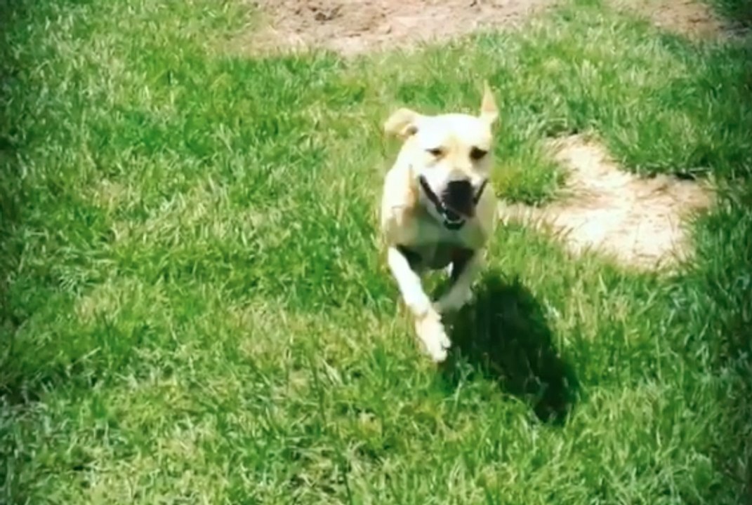 My Dog Playfully Knocks Me Over with Love