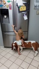 Cão ajuda dono mais novo a assaltar o frigorífico