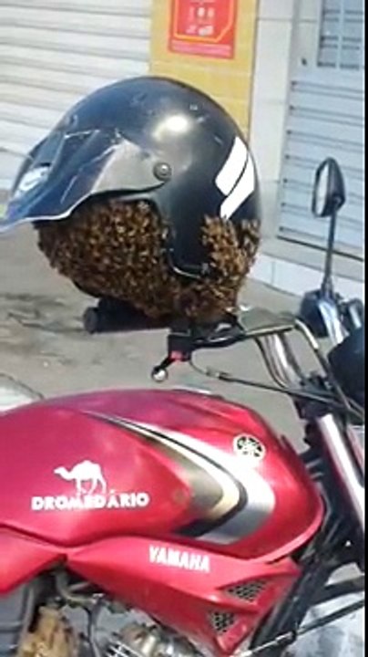 Ce motard s'est retrouvé avec un essaim d'abeilles dans son casque