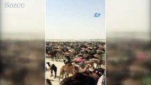 Suudi Arabistan, Katar develerini sınır dışı etti